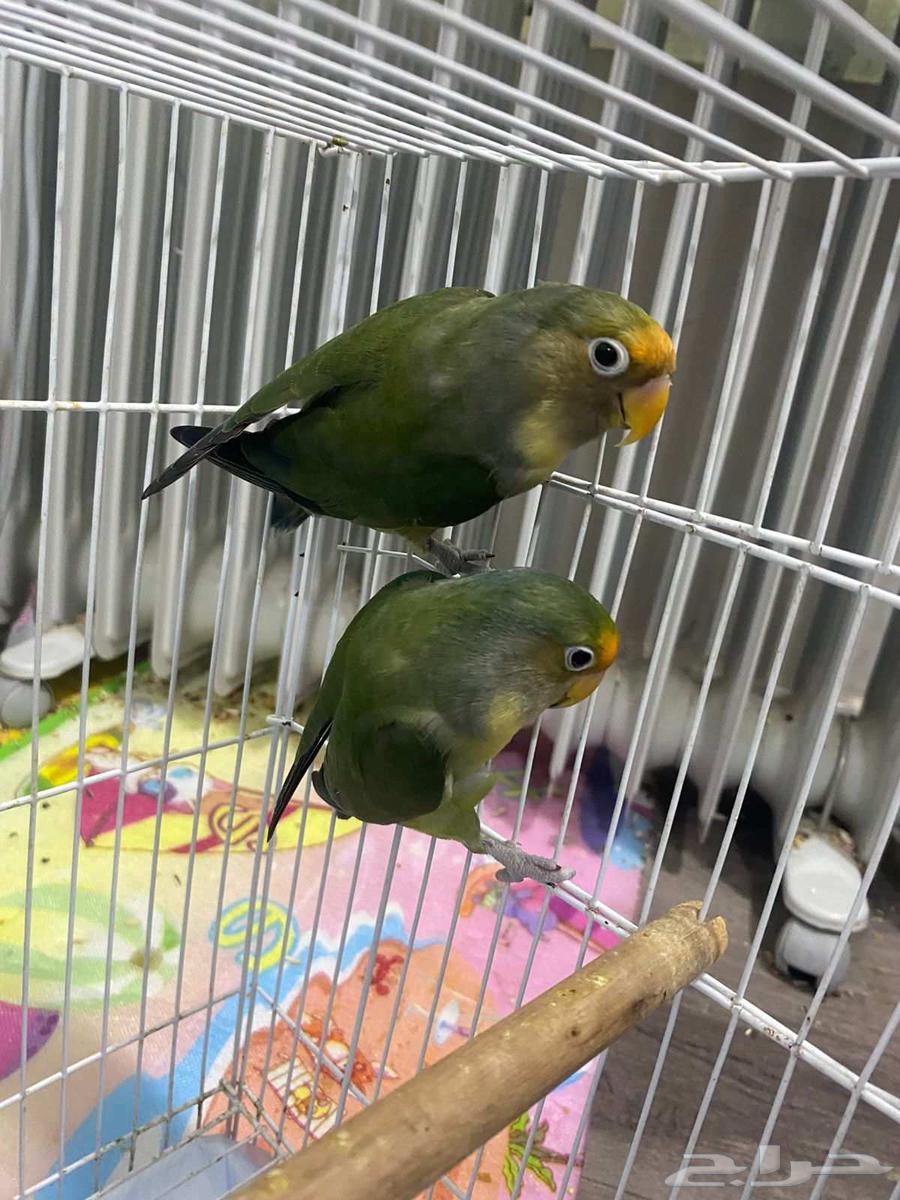 بغباء فيشر شبه اليف ماعندهم عض الحبة 90ريال فقط64578201005699110