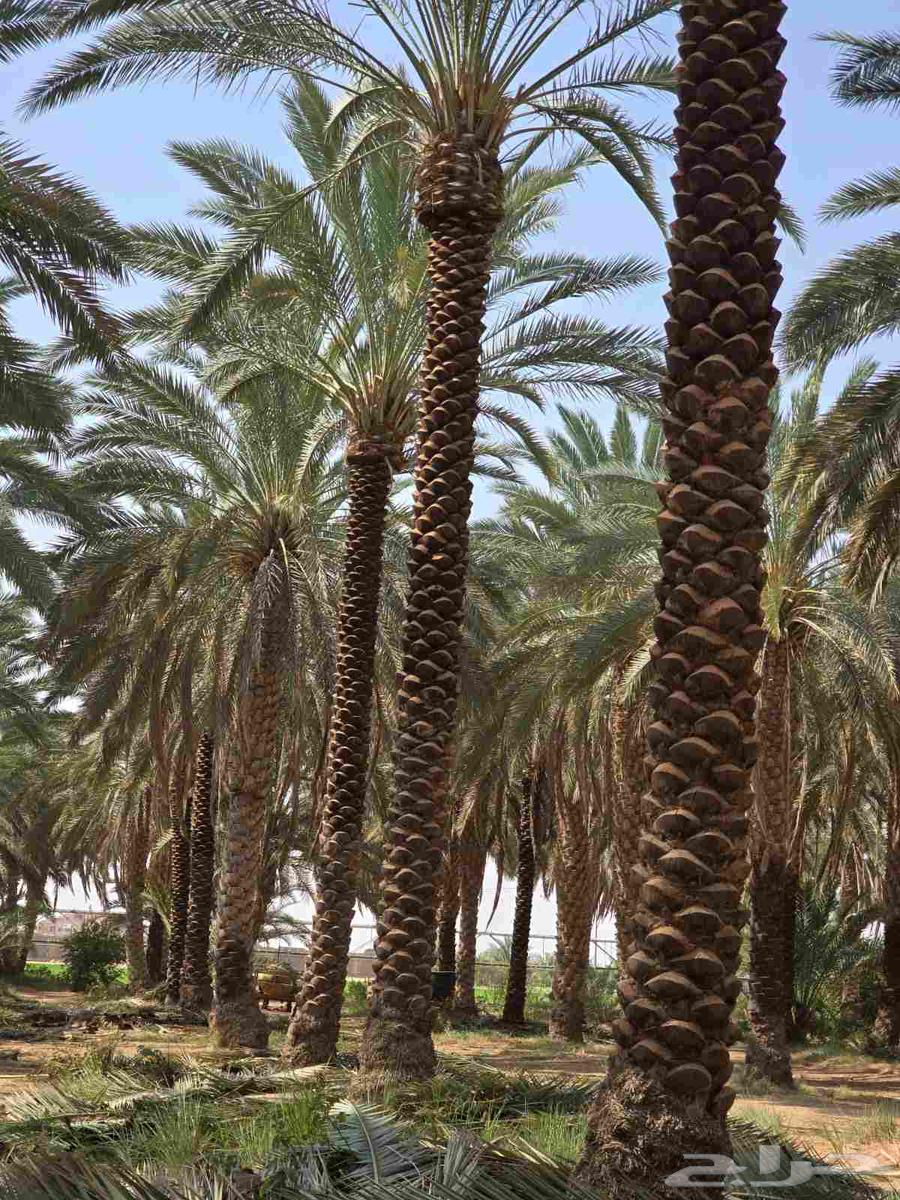 نخل للبيع مثمر نخيل زينه اسعار معقوله64579225366275110