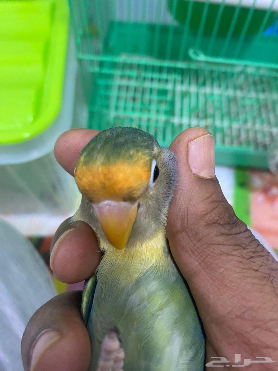 بغباء فيشر شبه اليف ماعندهم عض الحبة 90ريال فقط64578201005699113