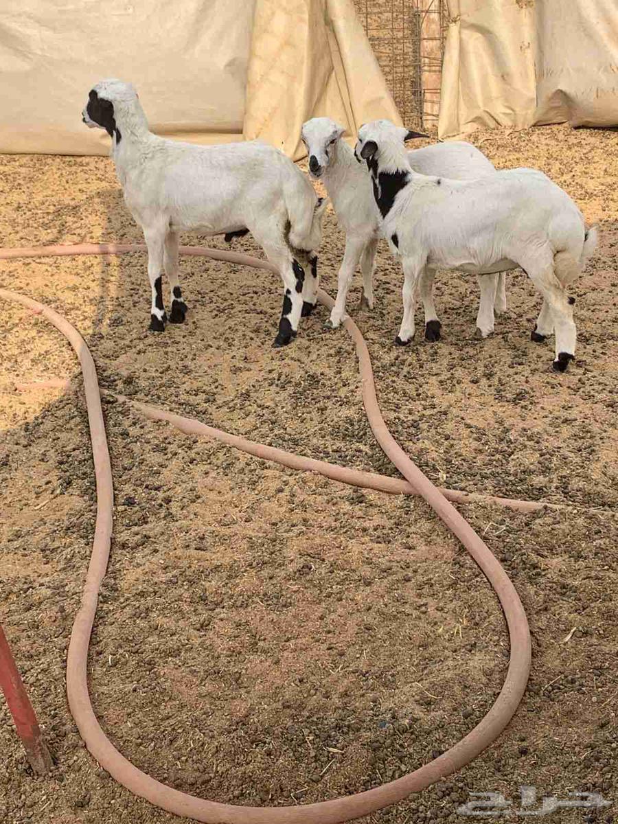 للبيع بهم نظيف تربيه64577022464130112