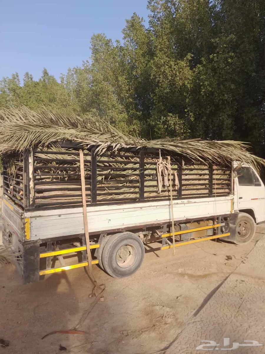 سعف نخيل أخضر جديد للعرايش والمظلات64579294017154112