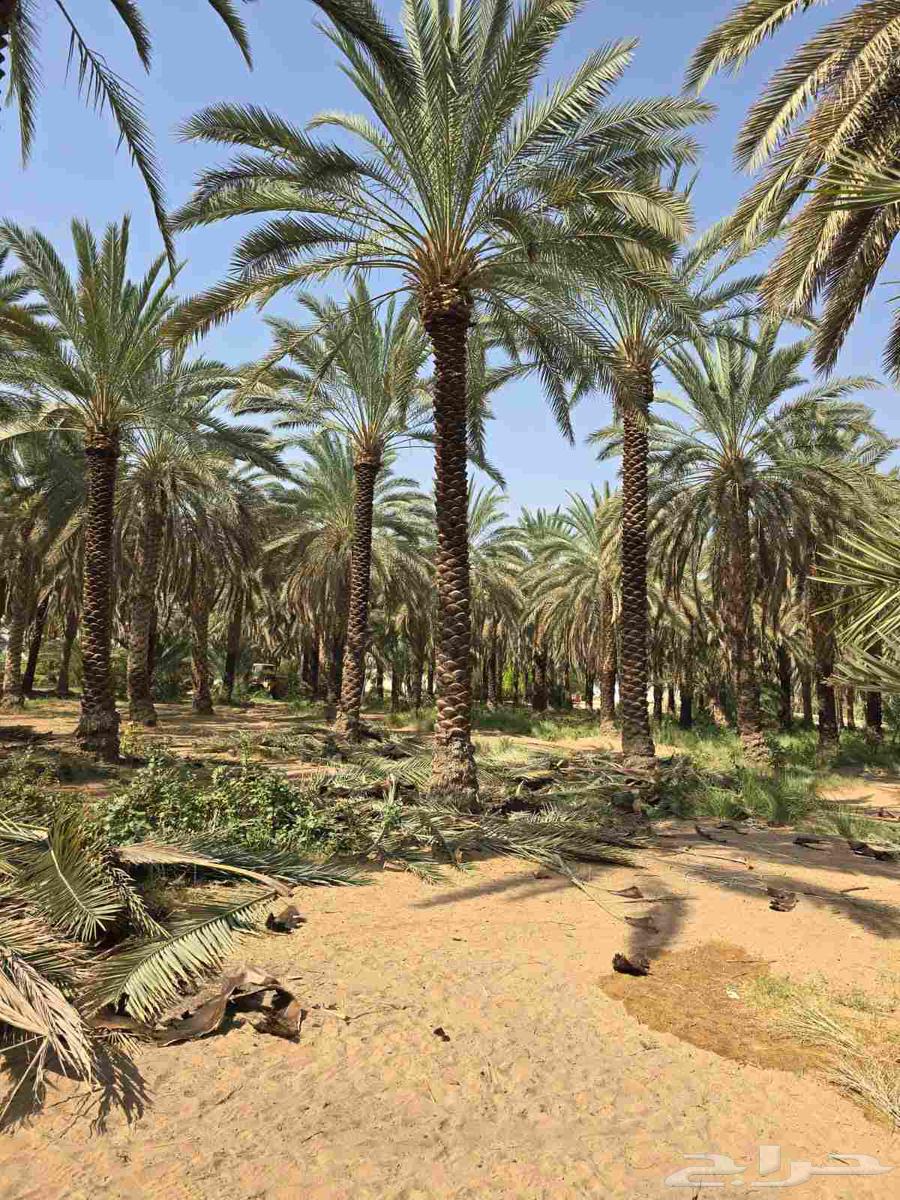 نخل للبيع مثمر نخيل زينه اسعار معقوله64579225366275113