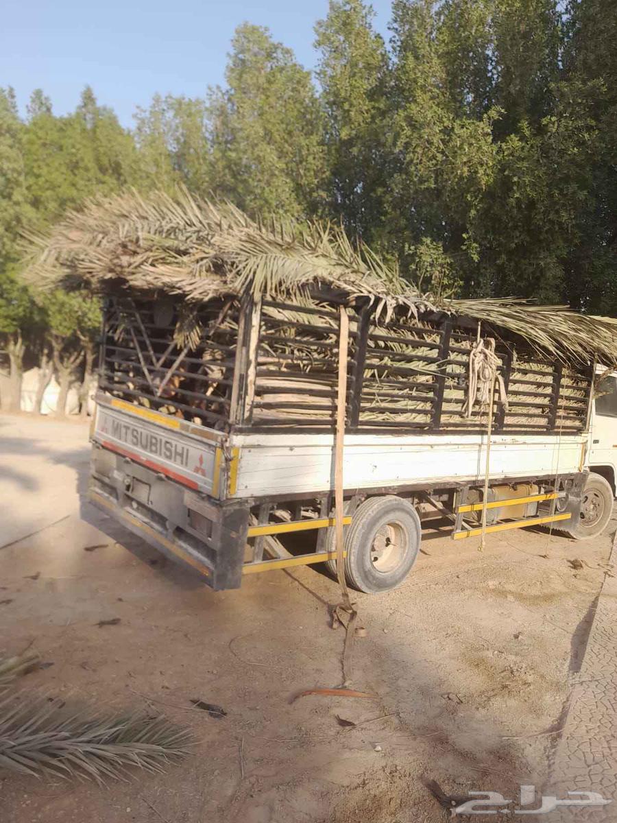 سعف نخيل أخضر جديد للعرايش والمظلات64579294017154110