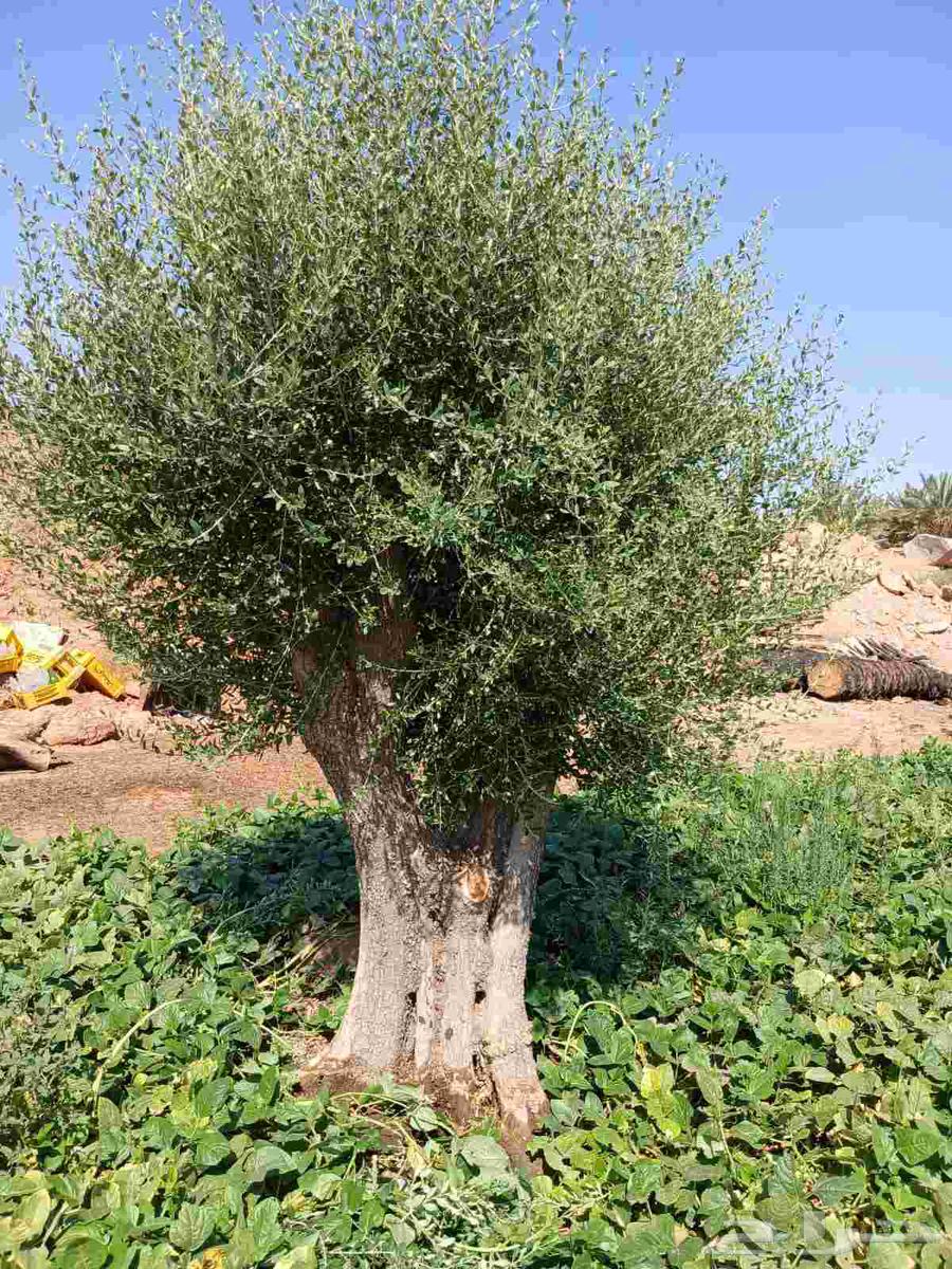 Olive trees64576298197249114