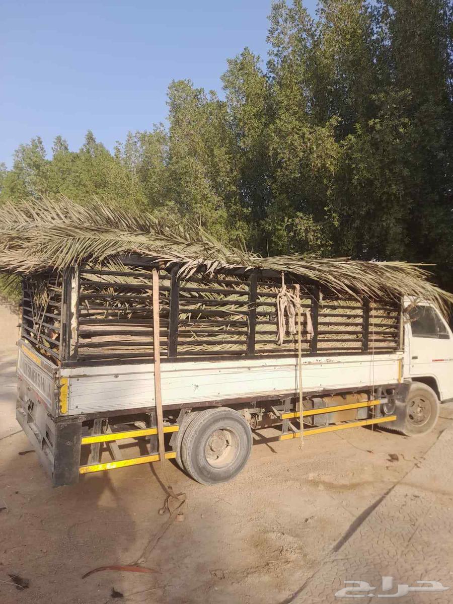 سعف نخيل أخضر جديد للعرايش والمظلات64579294017154111