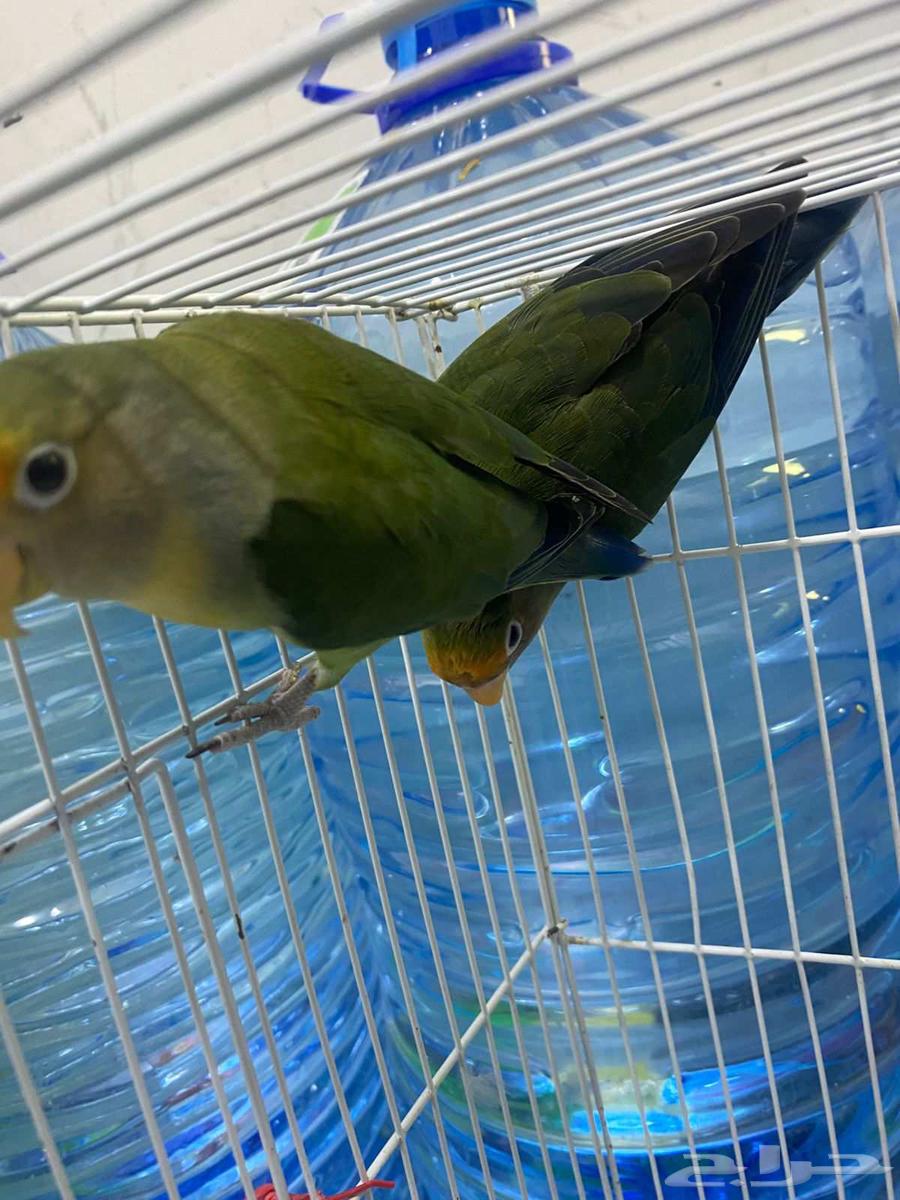 بغباء فيشر شبه اليف ماعندهم عض الحبة 90ريال فقط64578201005699114