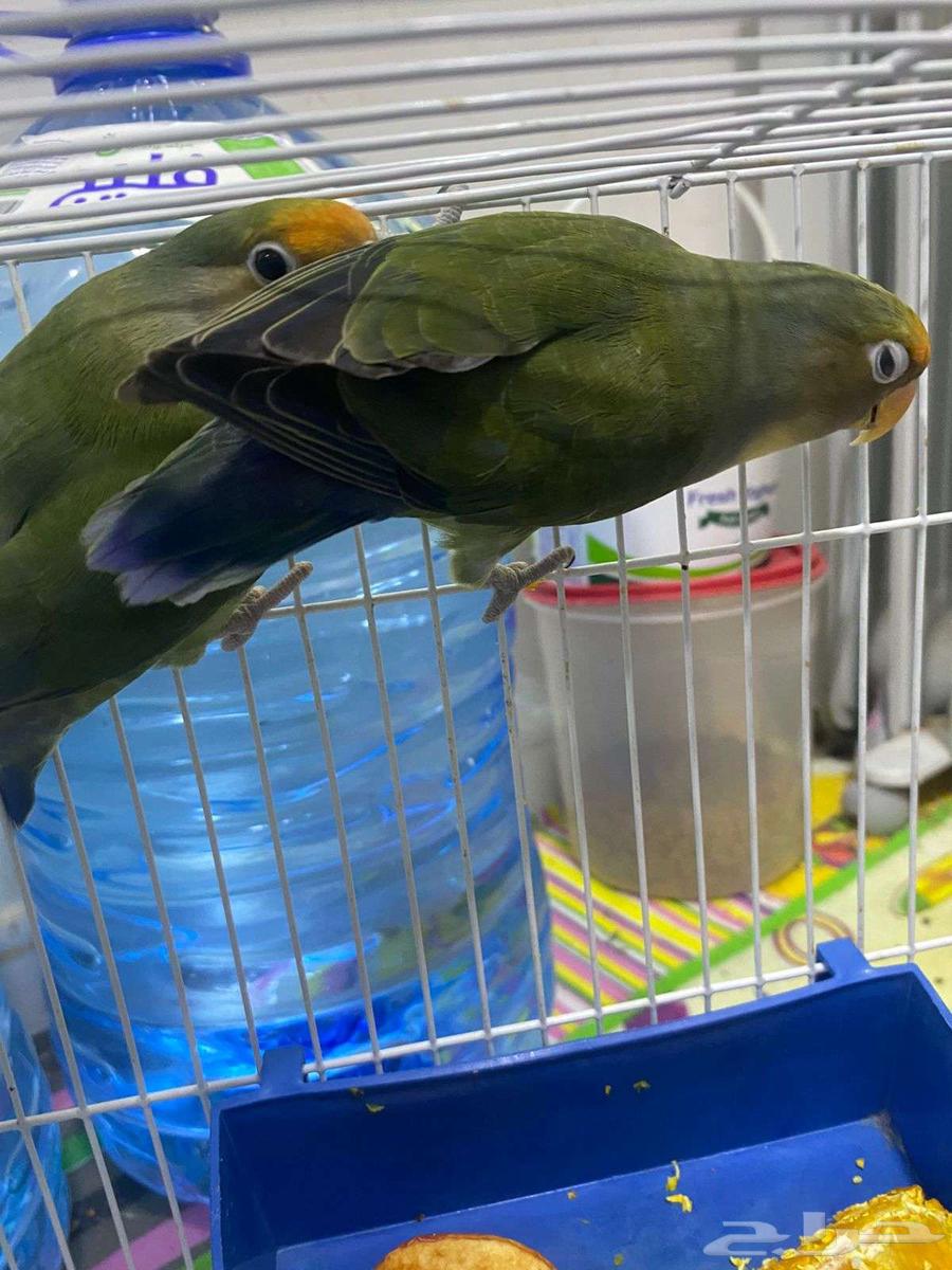 بغباء فيشر شبه اليف ماعندهم عض الحبة 90ريال فقط64578201005699112