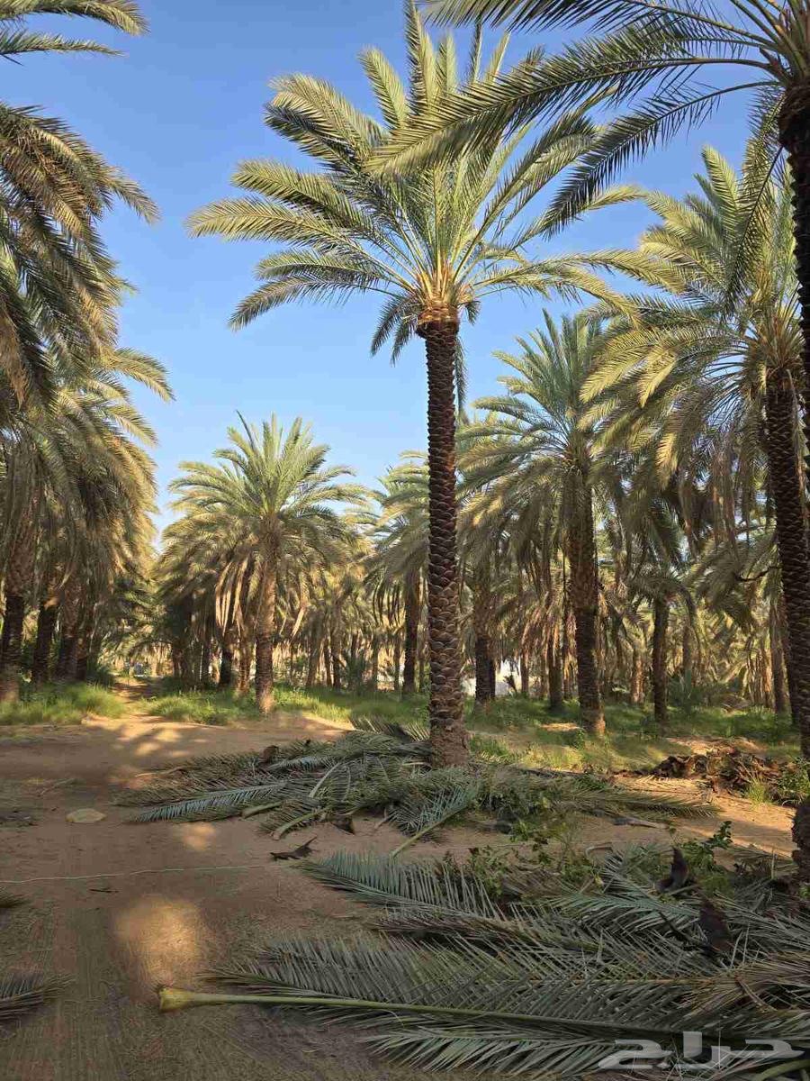 نخل للبيع مثمر نخيل زينه اسعار معقوله64579225366275112