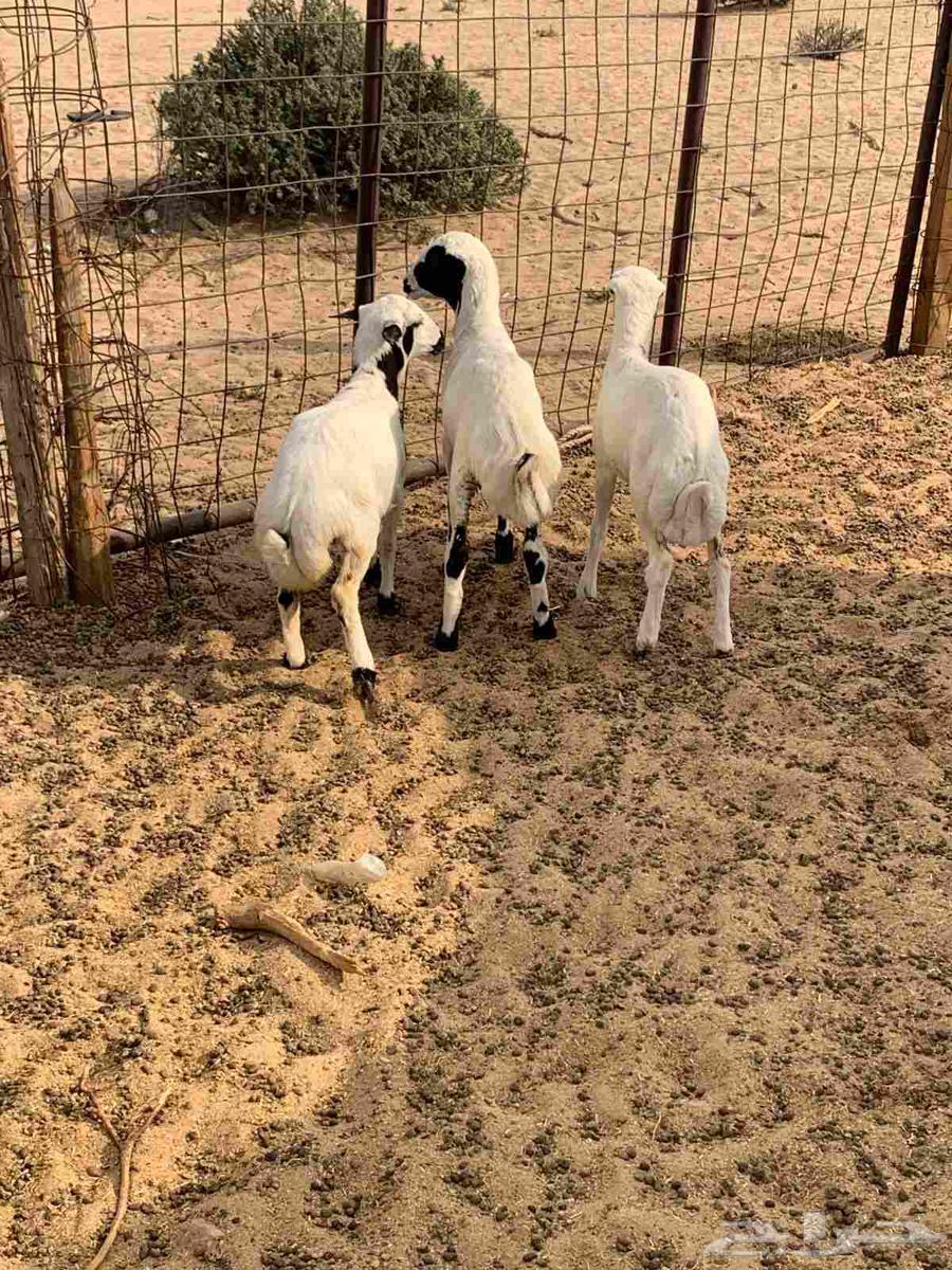 للبيع بهم نظيف تربيه64577022464130110