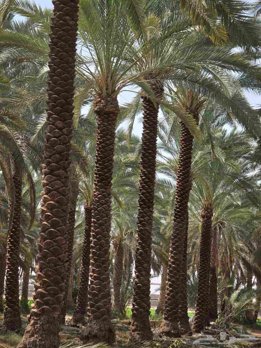 نخل للبيع مثمر نخيل زينه اسعار معقوله64579225366275111