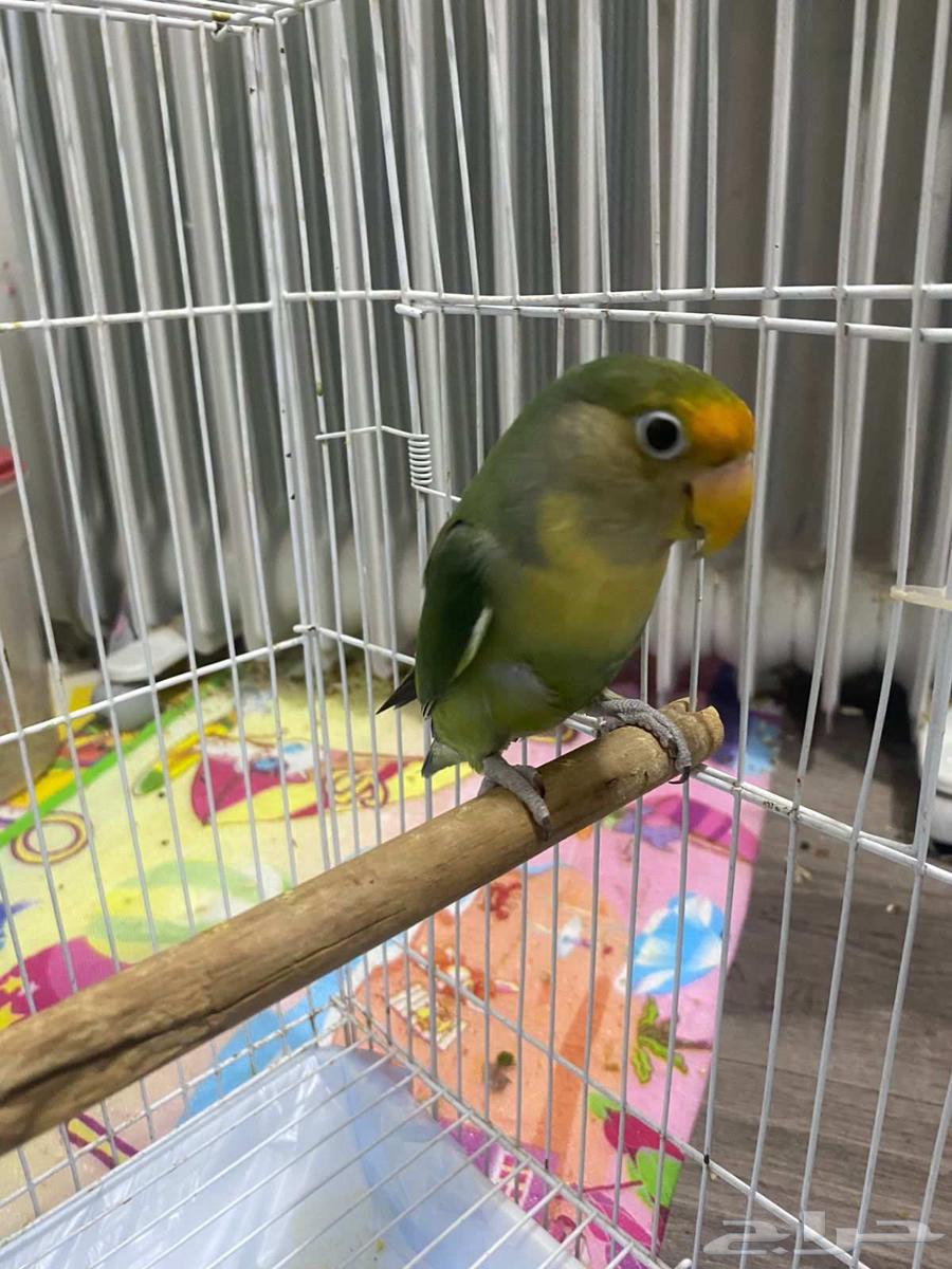 بغباء فيشر شبه اليف ماعندهم عض الحبة 90ريال فقط64578201005699111