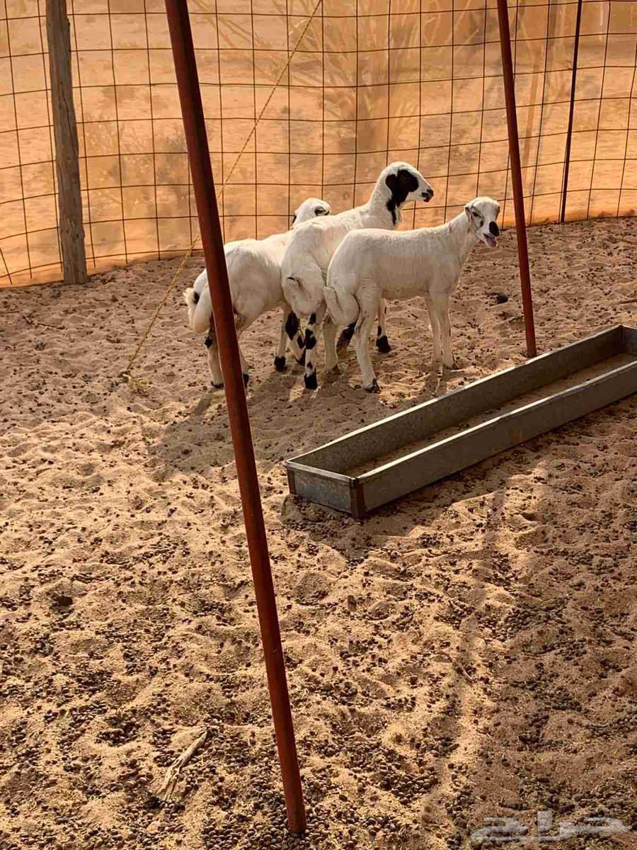 للبيع بهم نظيف تربيه64577022464130111