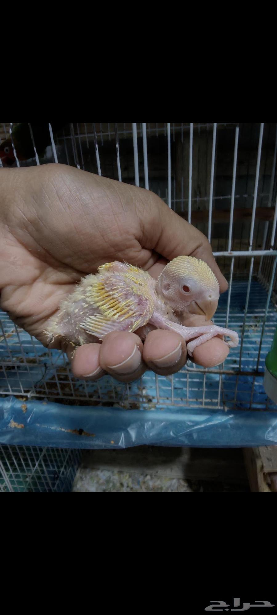 فروخ روز لاتينو64575307899393110