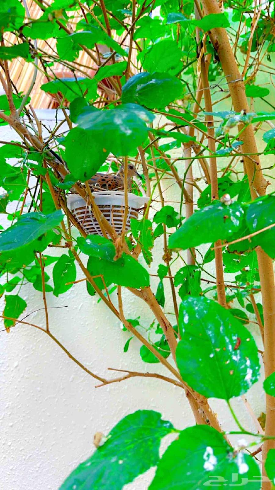 قمري نزل منتج64573880844546112