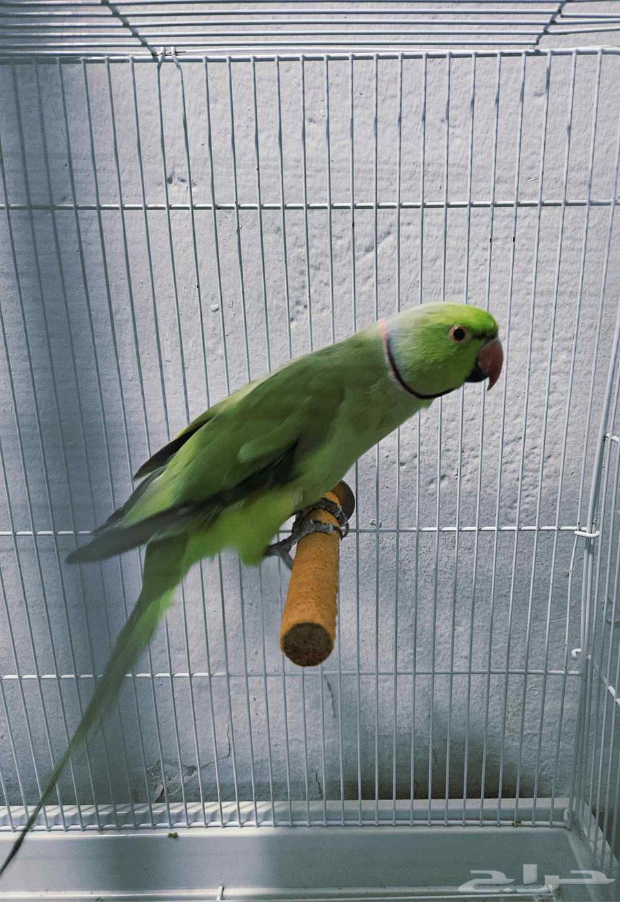 ذكر درة جاهز64579032835713110