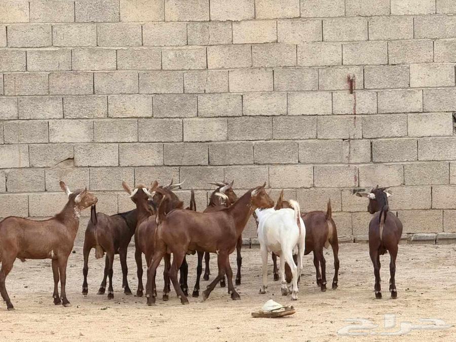 High-quality fat-tailed rams64577373962242112