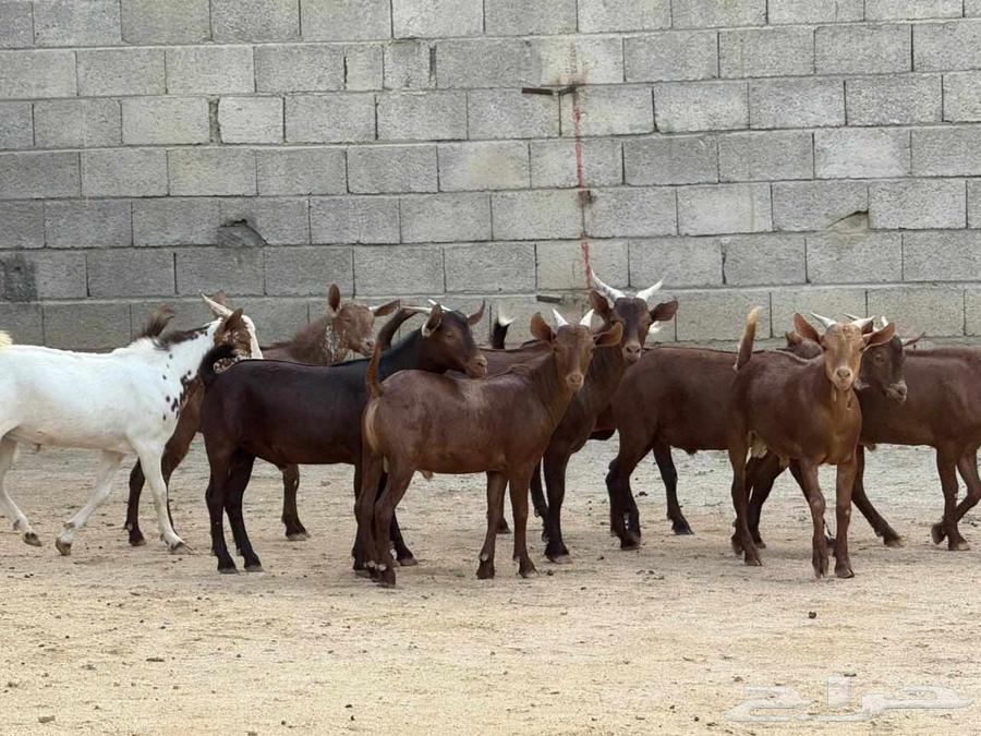 High-quality fat-tailed rams64577373962242110