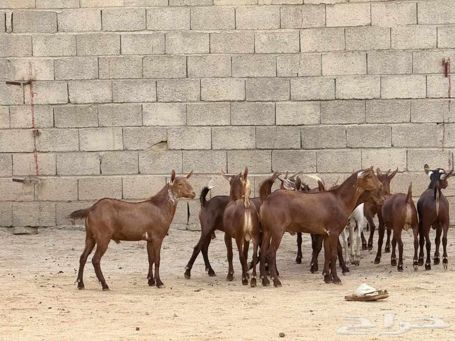 High-quality fat-tailed rams64577373962242113