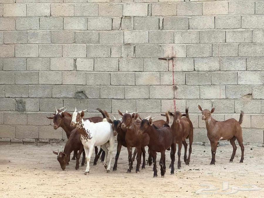 High-quality fat-tailed rams64577373962242111