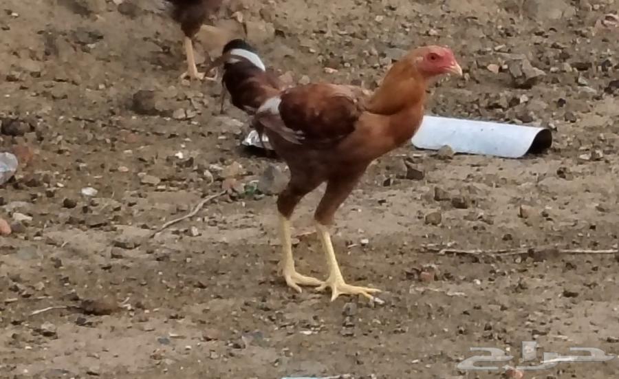 ديك باكستاني64575391668225110