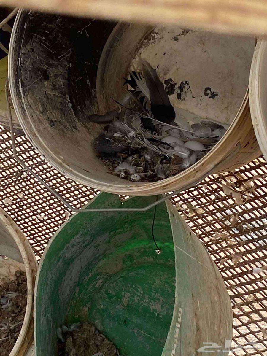 حمام البيع حبه 3264576980461699113