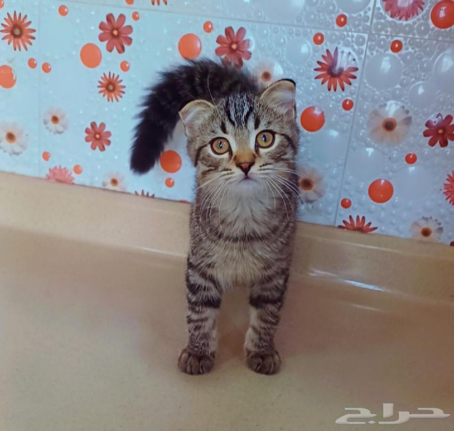 للبييع كيتن إنتاج بطل سكوتش فولد وسكوتش ستريت64576966528771111