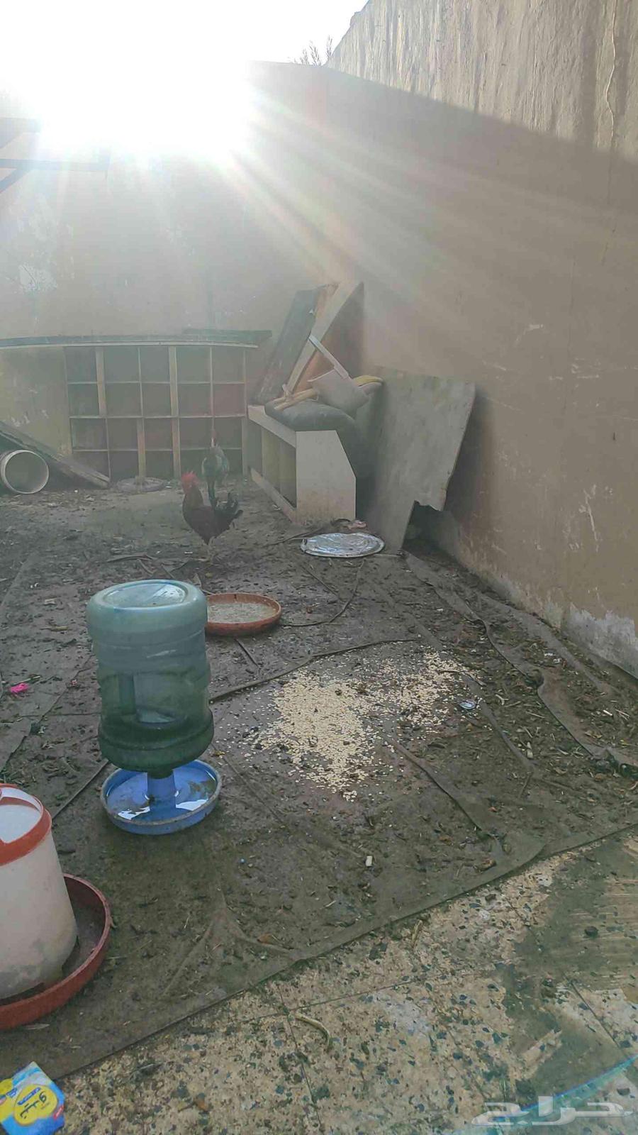 دجاجة ديك للبيع64575433982083111