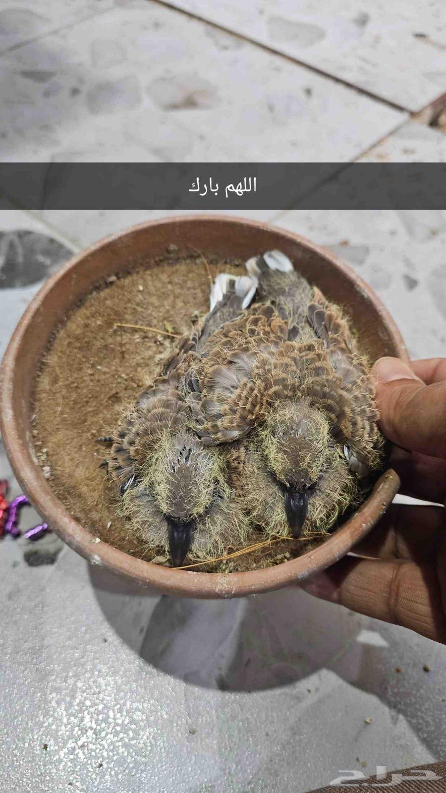 قمري نزل منتج64573880844546110