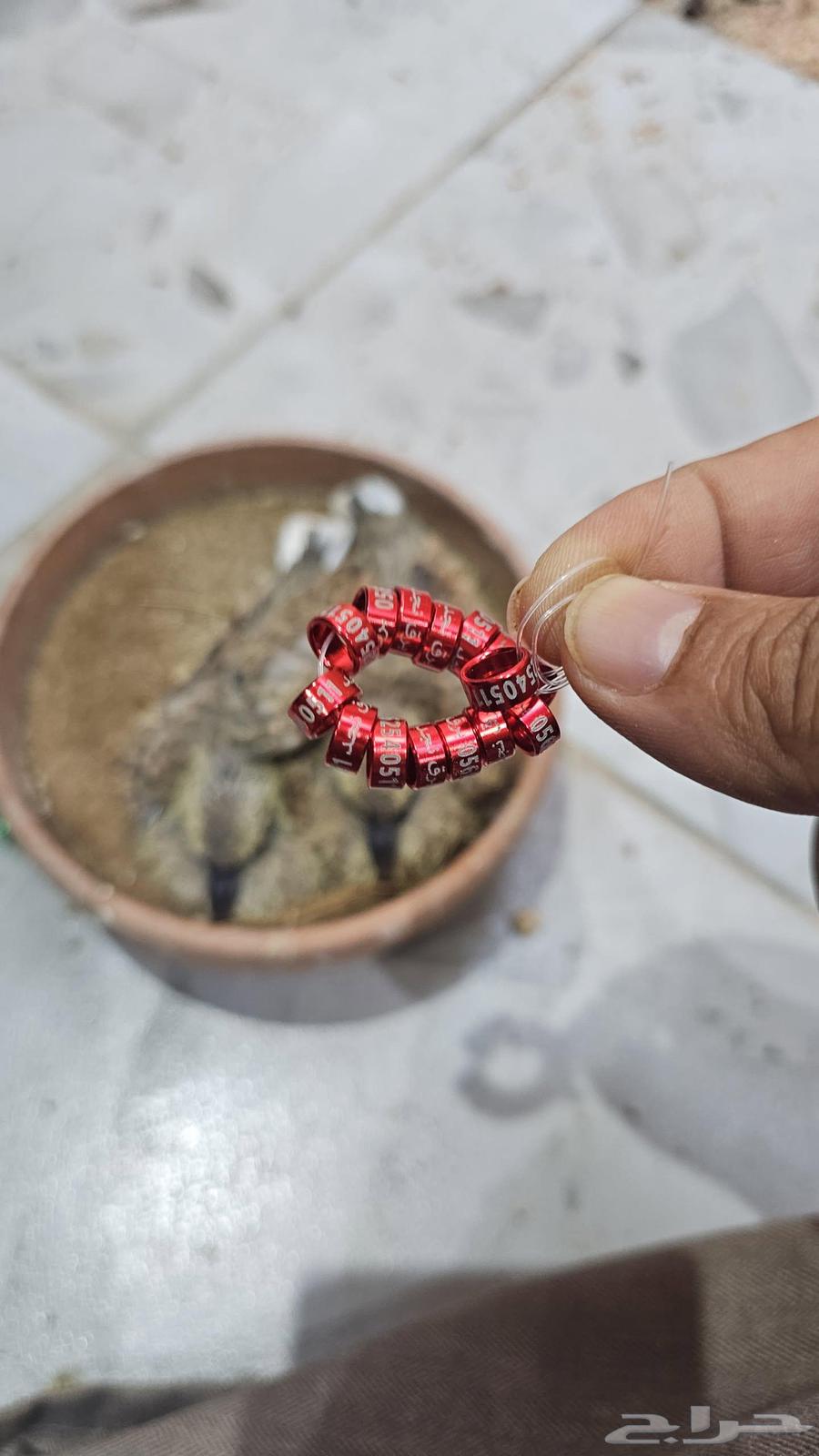 قمري نزل منتج64573880844546111