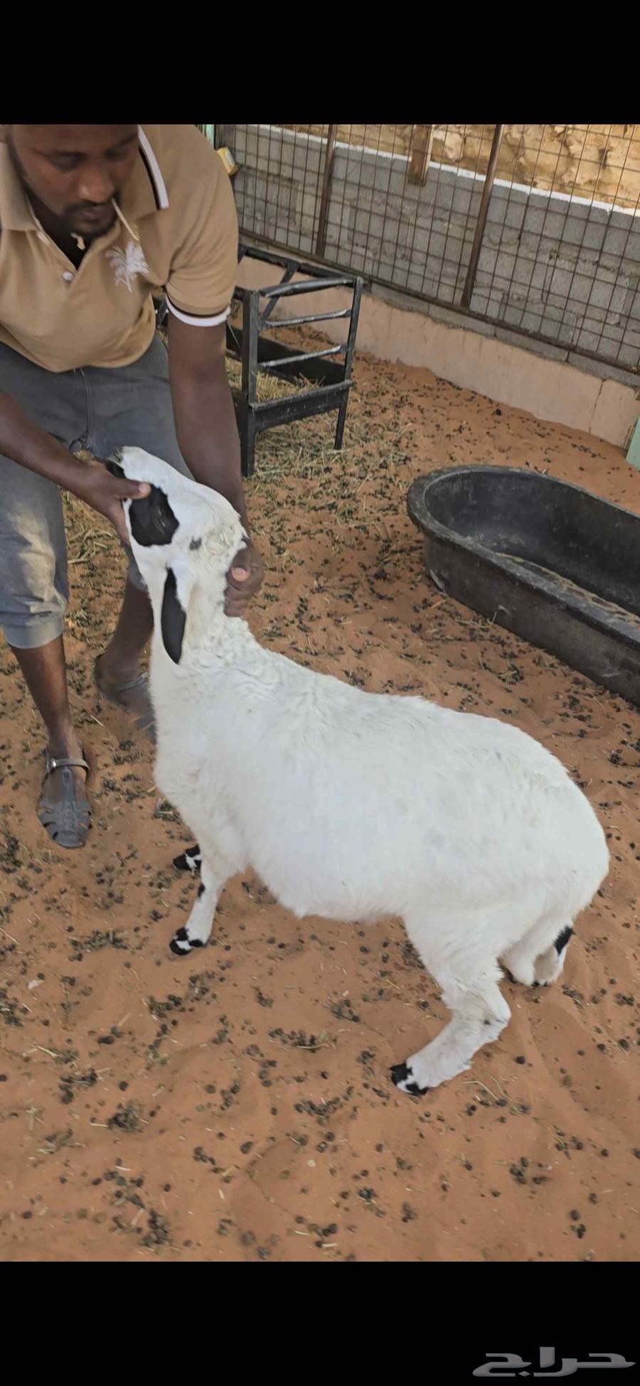 هرافى للبيع عدد 264573643335809111