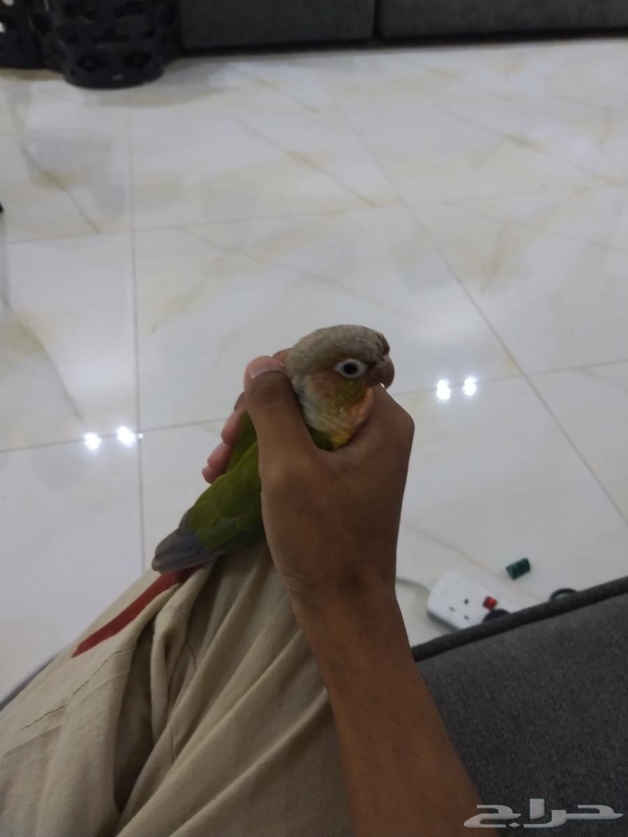 للبيع كنيور وكوكر وكروان64574790334593114