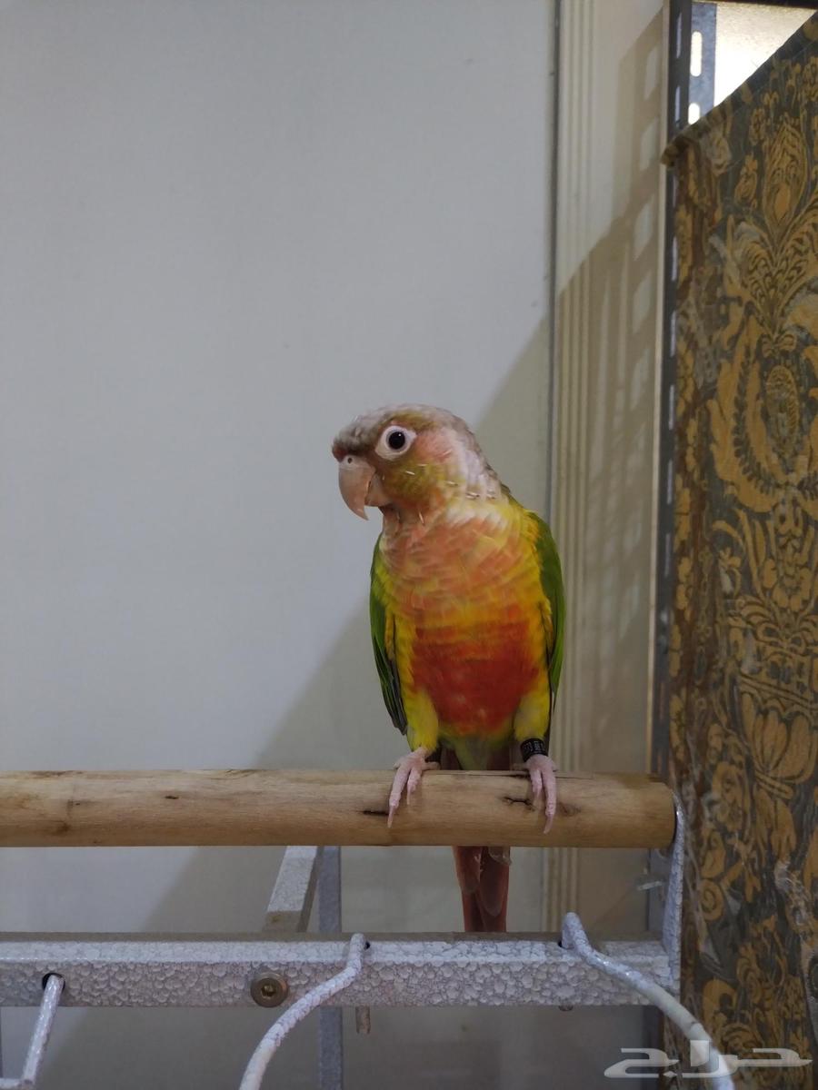 للبيع كنيور وكوكر وكروان64574790334593110