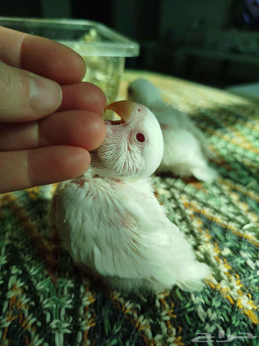 فروخ روز البينو فايلوت غر بشرهه ((تم البيع))64575712225666110