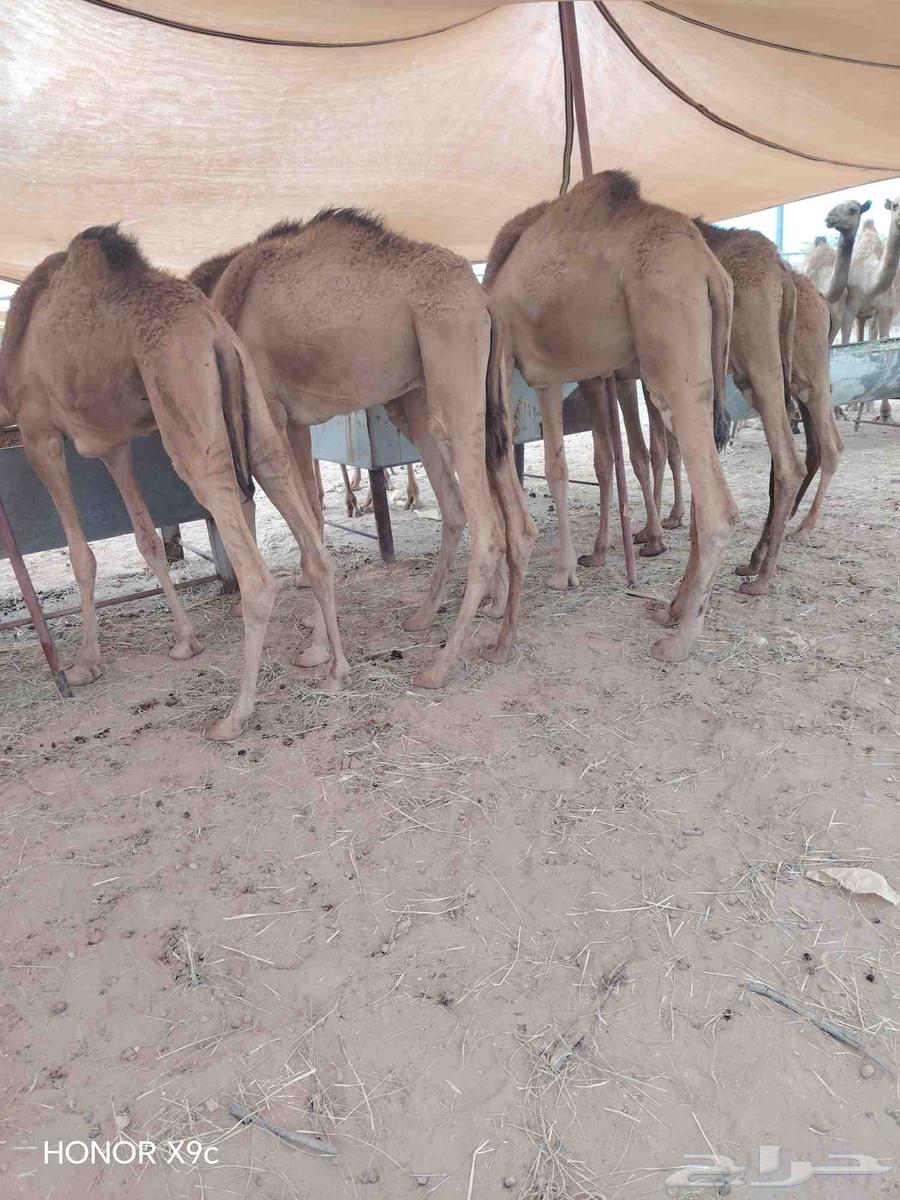 Somali Qaidan, Premium Quality and Excellent for Butchers and Traders64578731398657113