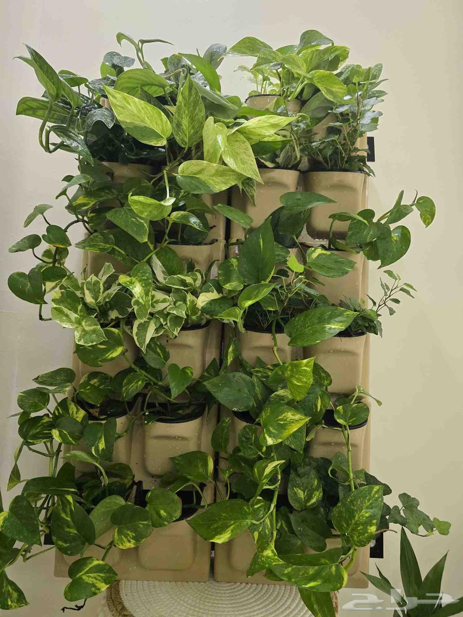 لوحة جدارية نباتات طبيعية64579567679107113