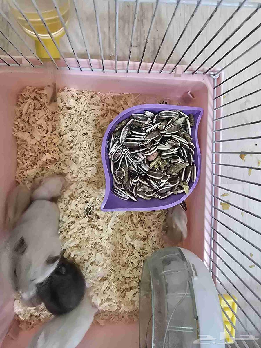 يوجد مجموعه من الهامستر للبيع الواحد ب 3064573852927234110