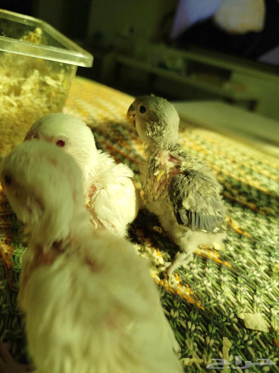 فروخ روز البينو فايلوت غر بشرهه ((تم البيع))64575712225666113