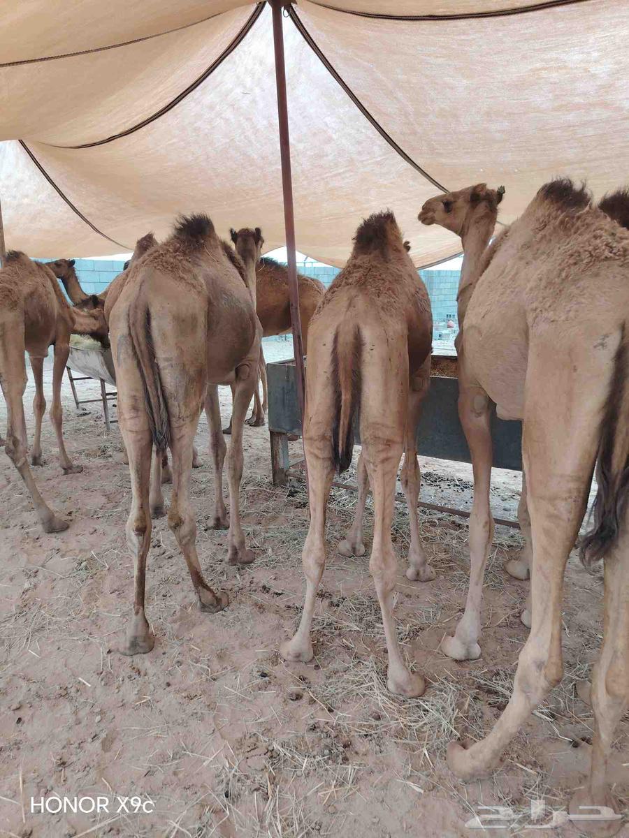 Somali Qaidan, Premium Quality and Excellent for Butchers and Traders64578731398657112