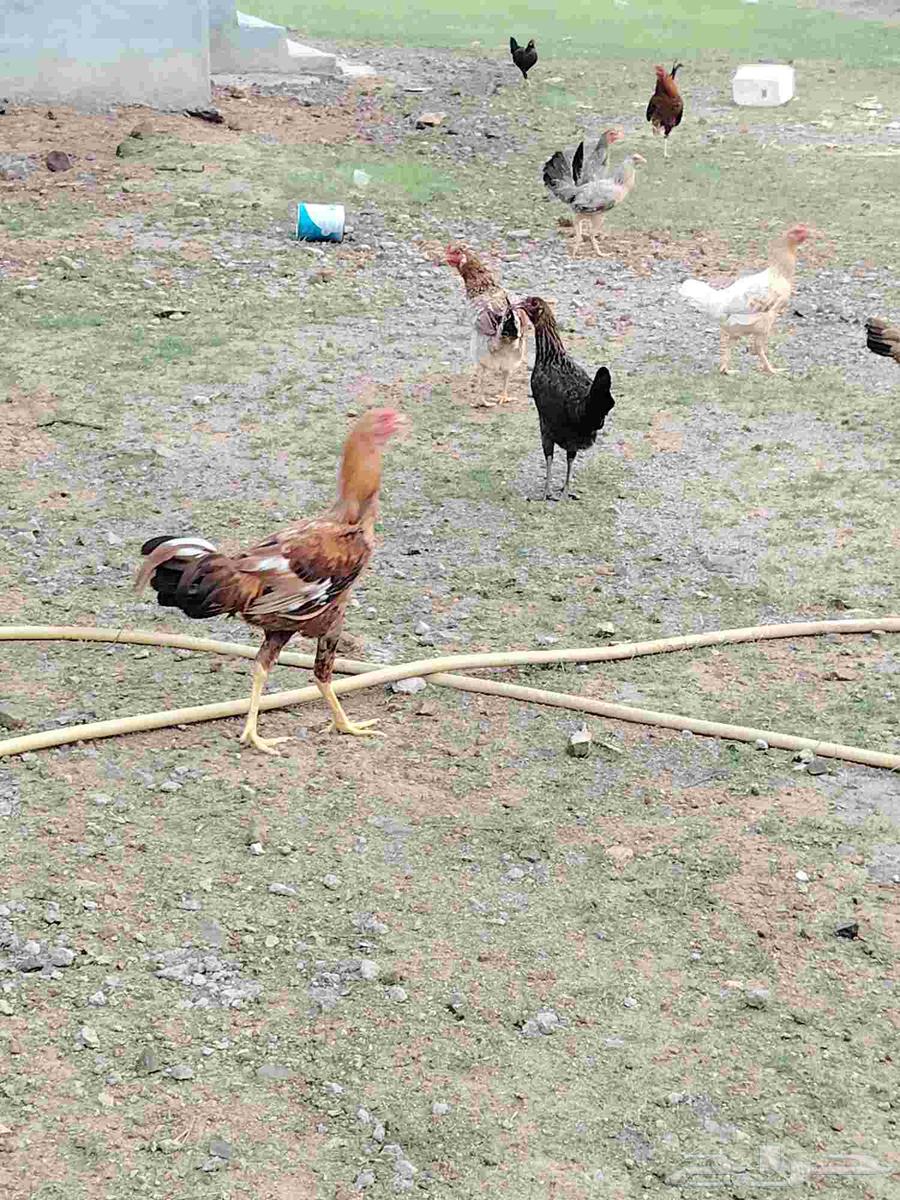 ديك باكستاني64575391668225114