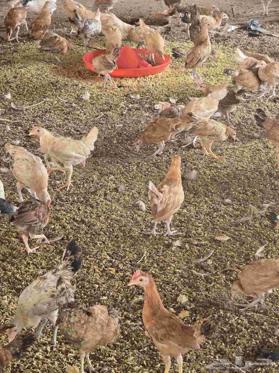 صوص بلدي عمر شهرين64577727021570111