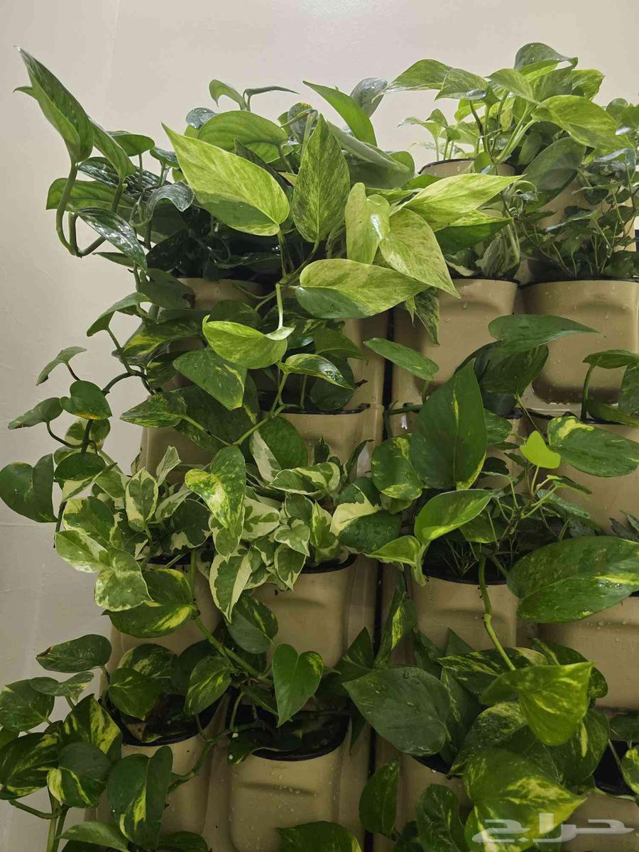 لوحة جدارية نباتات طبيعية64579567679107114