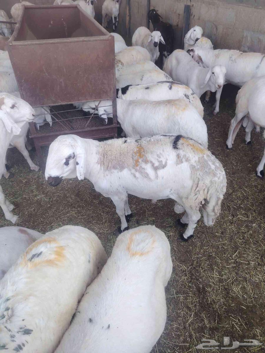 لدينا السواكني المرابي64577036552193111