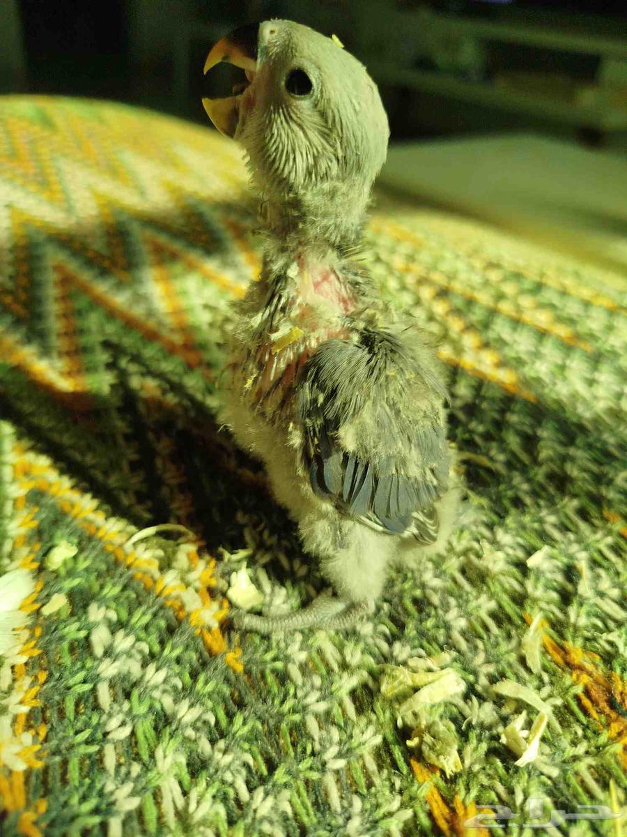 فروخ روز البينو فايلوت غر بشرهه ((تم البيع))64575712225666111