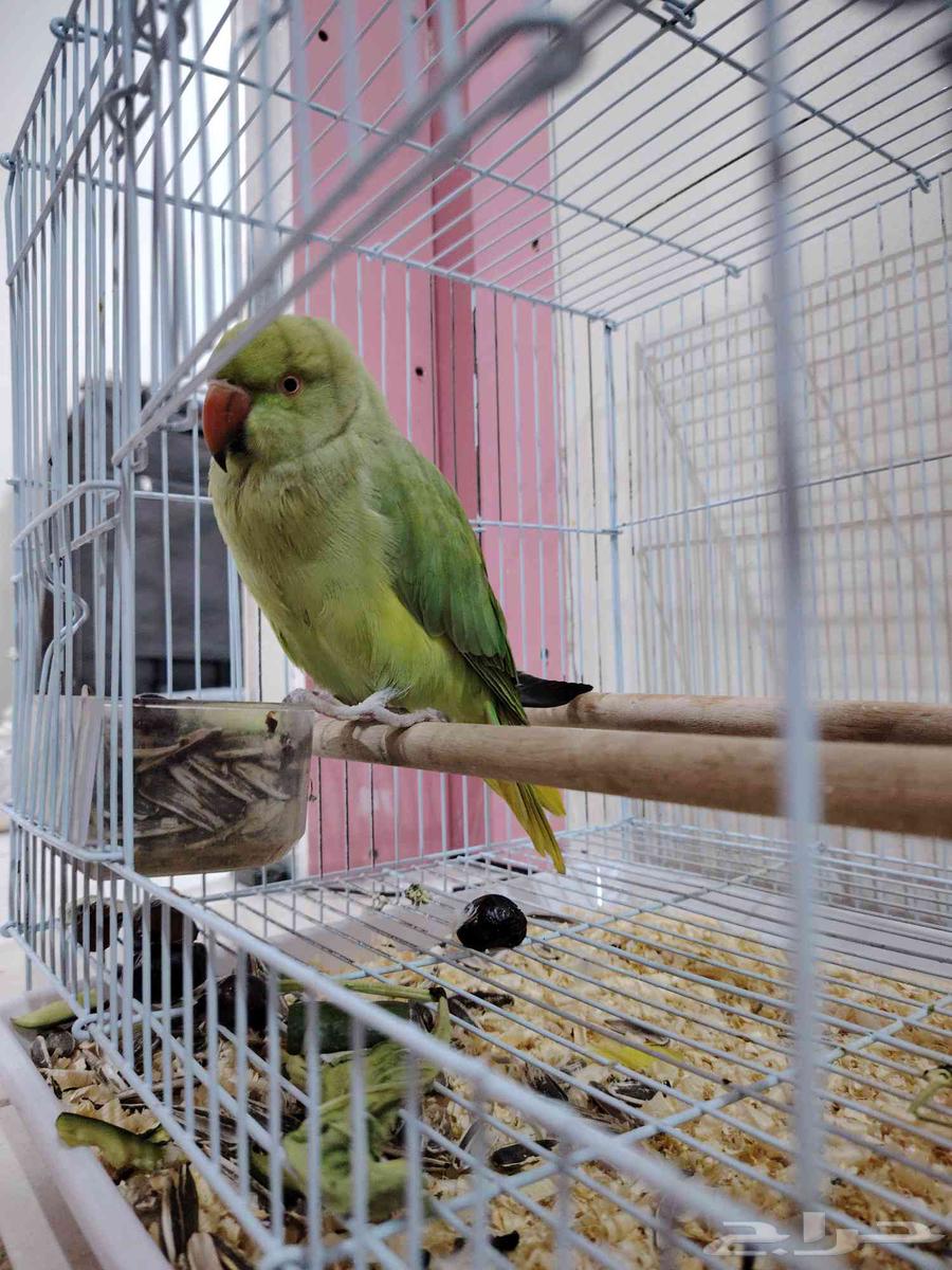 بغبغاء الدره نظيف جدا للبيع على 500ريال64578423591555112