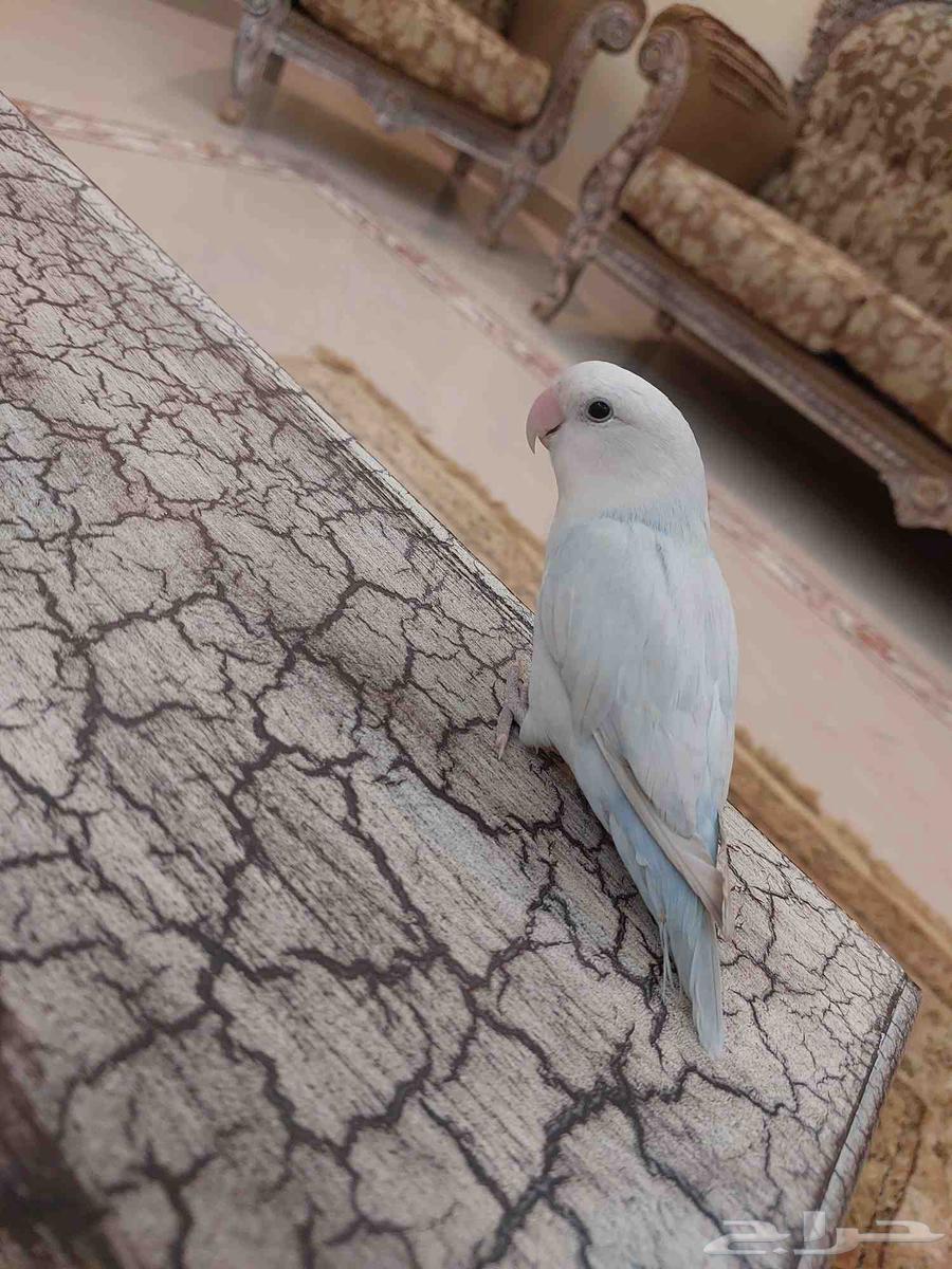 عرص يوم الوطني على روز اليف جدا بسعر خرافي شي فاخر من الاخر64579609457281110