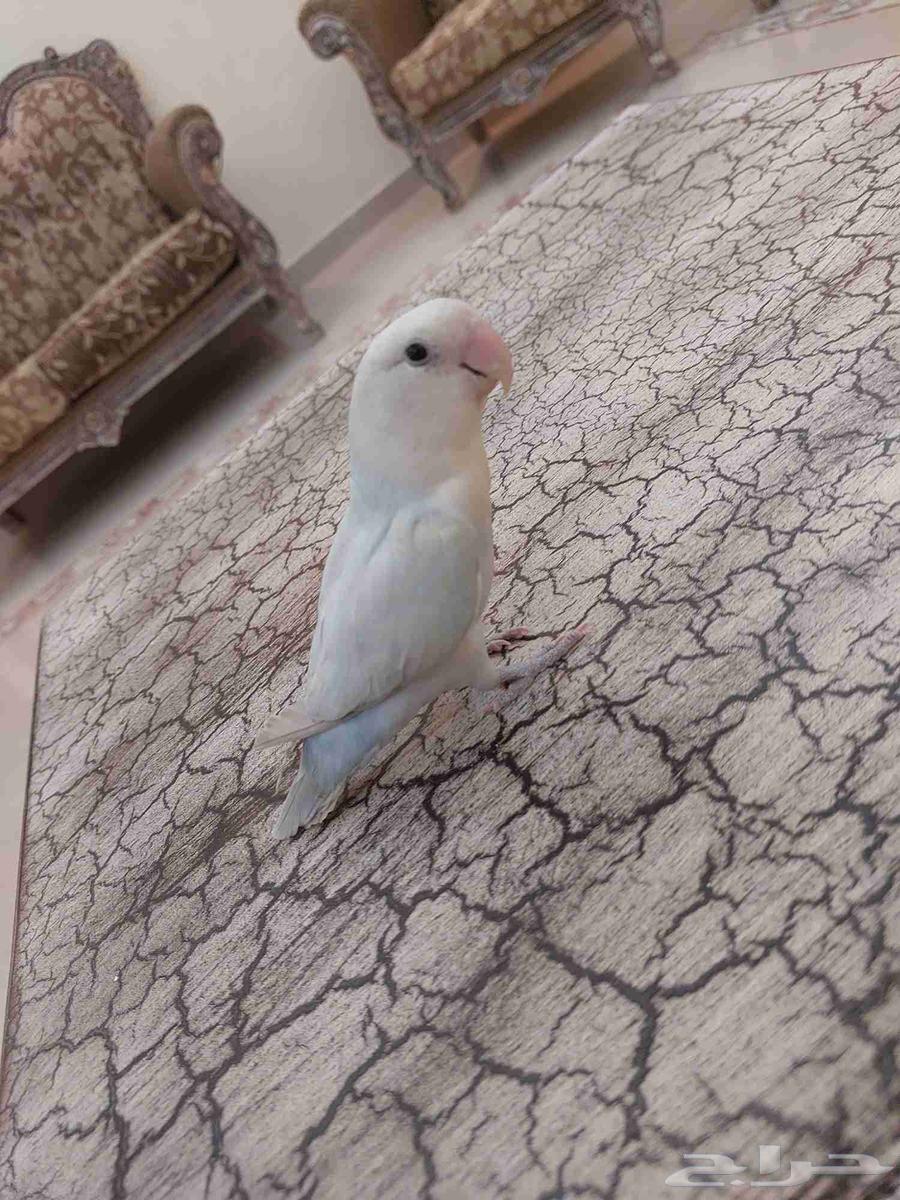 عرص يوم الوطني على روز اليف جدا بسعر خرافي شي فاخر من الاخر64579609457281112