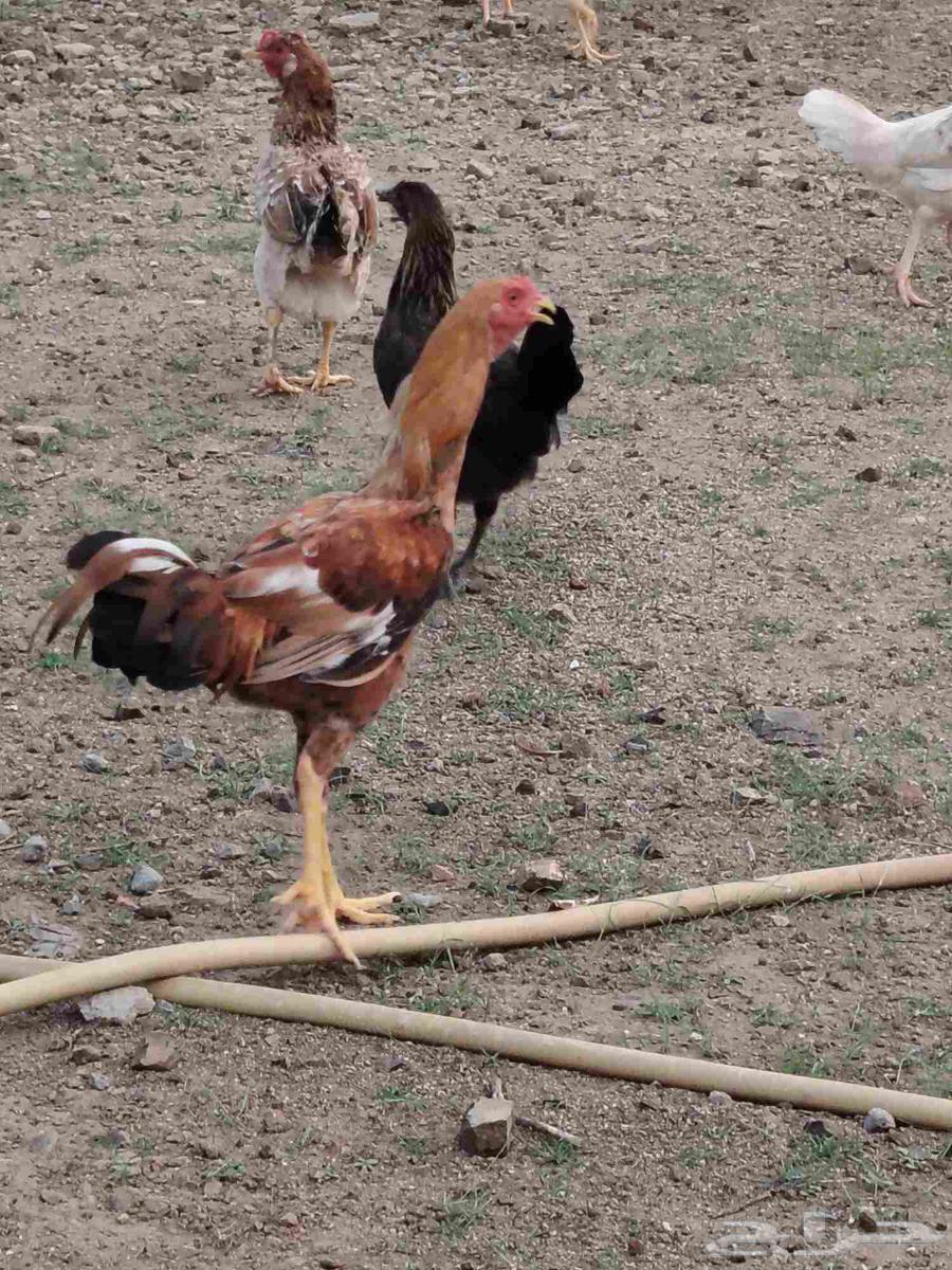 ديك باكستاني64575391668225113