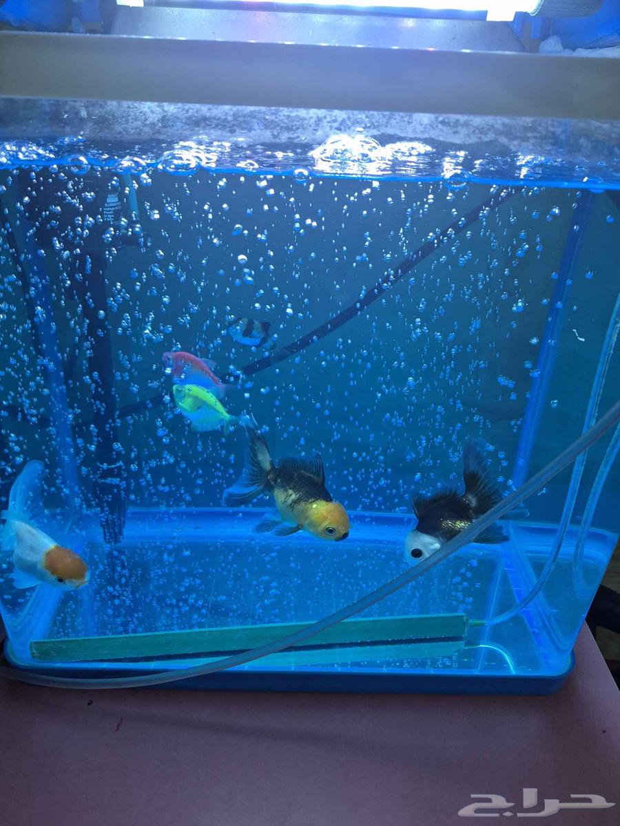 بيع حوض السمك64575265723266110