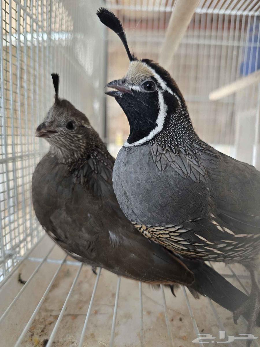 جوز سمان كاليفورنيا للبيع (تم البيع)64575349773699111