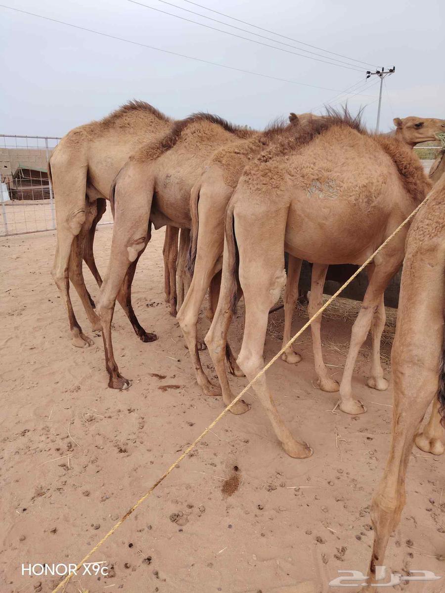 Somali Qaidan, Premium Quality and Excellent for Butchers and Traders64578731398657111